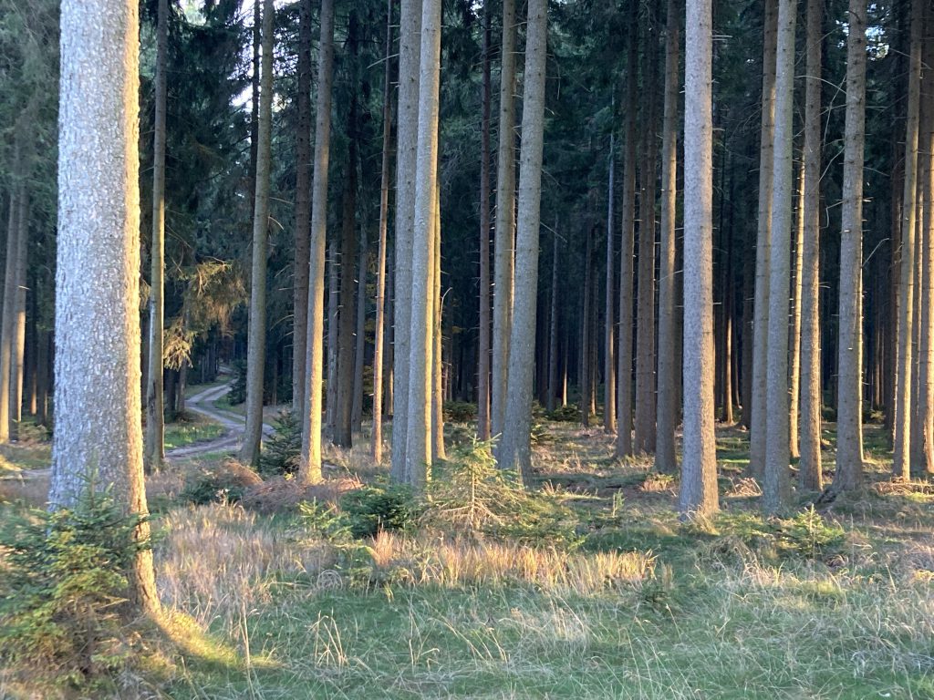 Weg durch den Wald