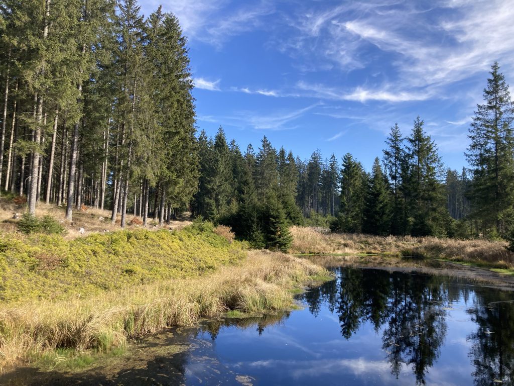 Moortümpel am Waldrand