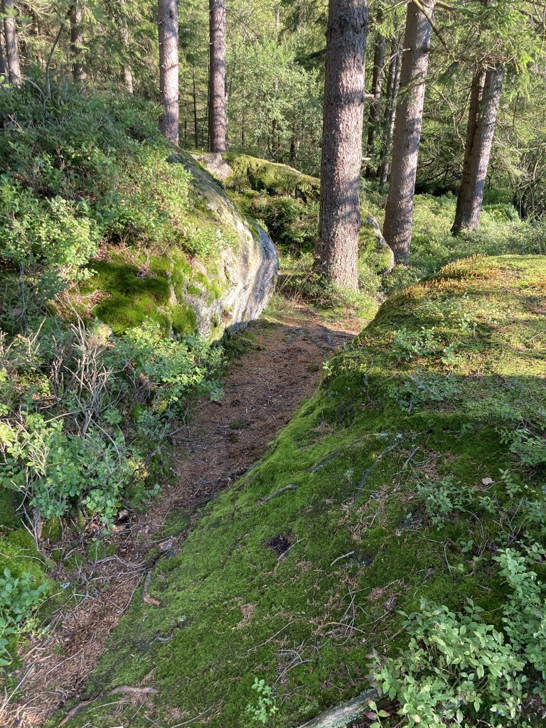 Moos auf Granitblöcken im Wald