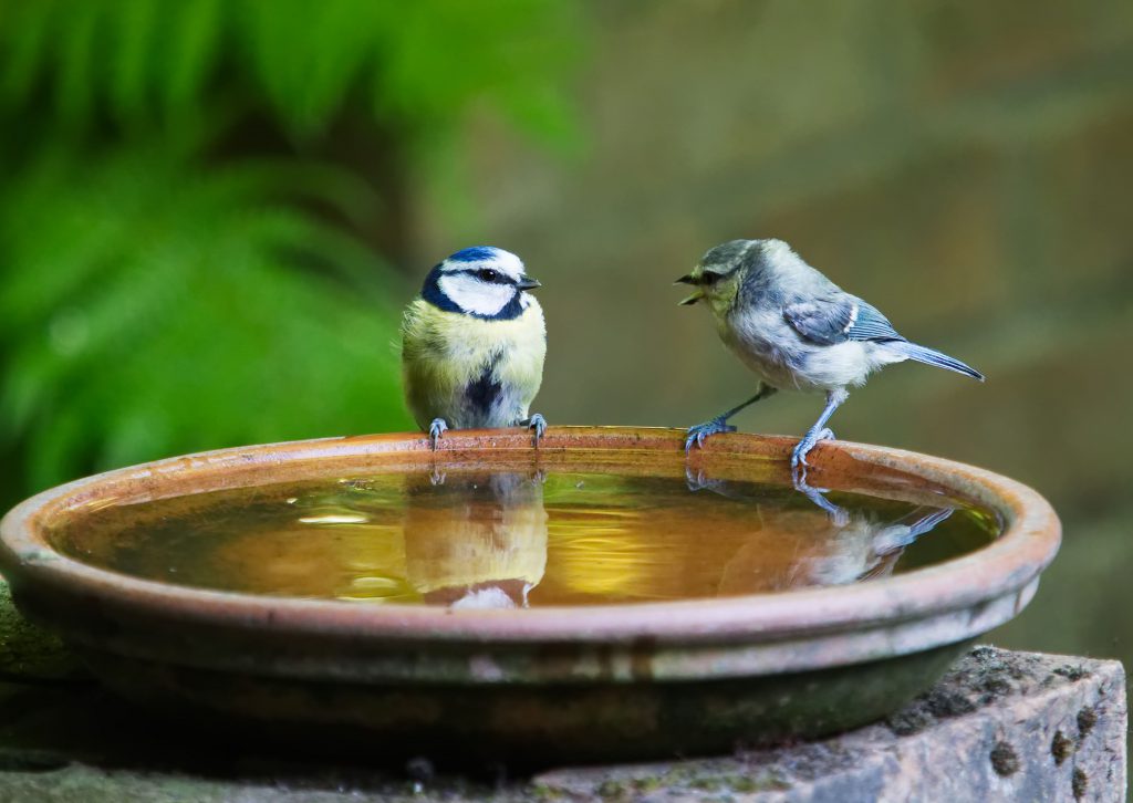 Meisen an der Wasserschale