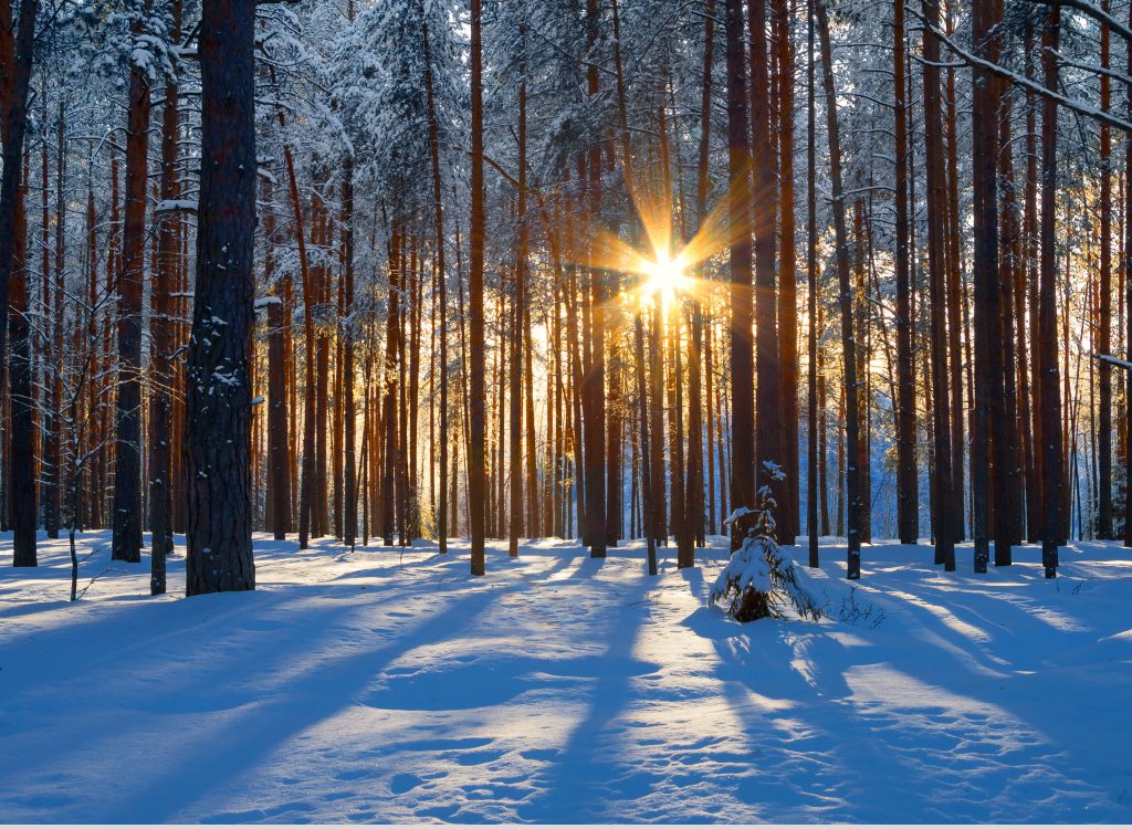 Winterwald