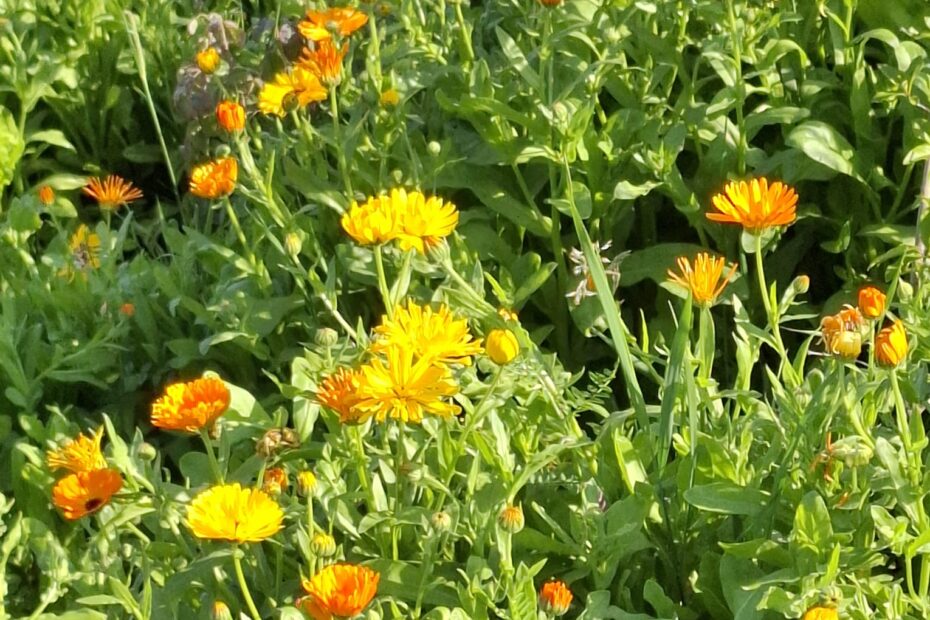 wiese, blumen, ringelblume